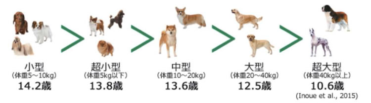 犬の平均寿命比較図