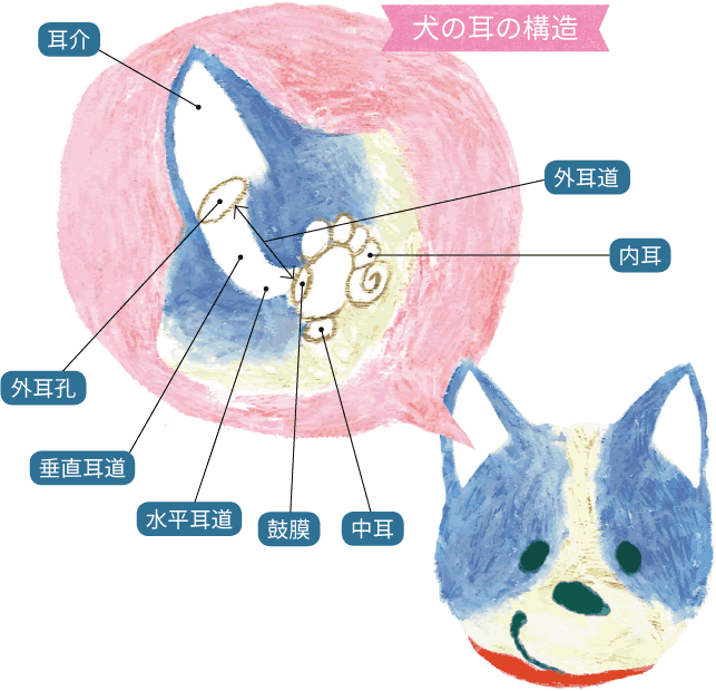 犬の耳の構造のイメージ